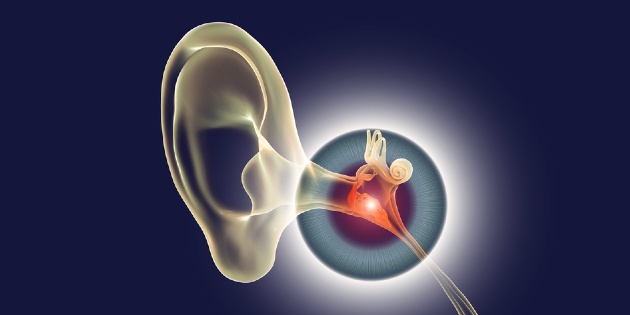 Une nouvelle étude révèle que le SRAS-CoV-2 peut infecter l&rsquo;oreille interne