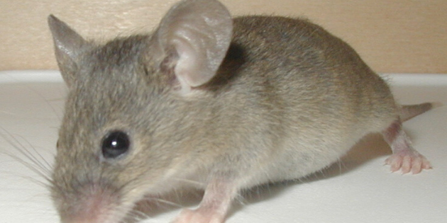 L&rsquo;audition rendue (provisoirement) aux souris grâce à la thérapie génique